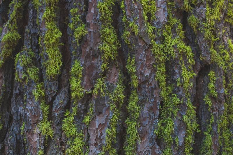 ecorce de bois avec de la mousse pour un effet de verdure dans la creche de noel